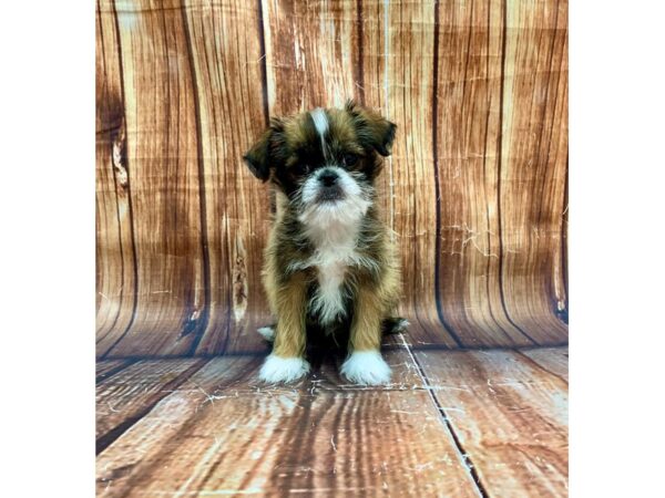 Brussels Griffon-DOG-Male-Belge-22680-Petland Scottsdale, Arizona