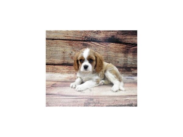 Cavalier King Charles Spaniel-DOG-Female-Blenheim-22710-Petland Scottsdale, Arizona