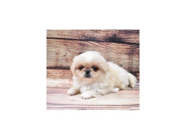 Pekingese-DOG-Female-Cream-22700-Petland Scottsdale, Arizona