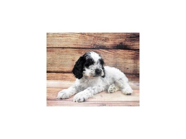 Cockapoo-DOG-Male-Black and White-22701-Petland Scottsdale, Arizona