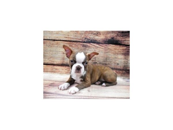 Boston Terrier-DOG-Female-Seal and White-22708-Petland Scottsdale, Arizona