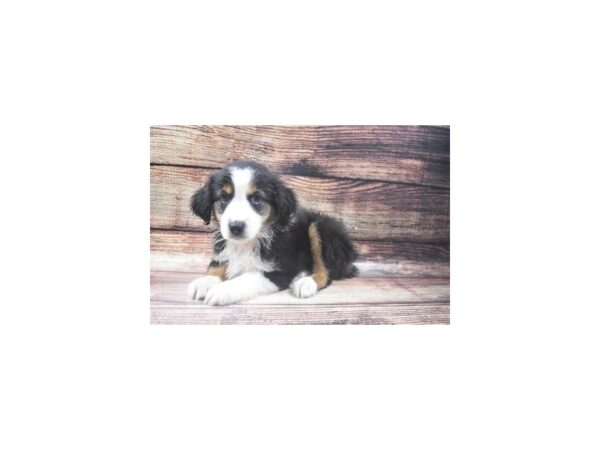 Miniature Australian Shepherd-DOG-Male-Black White and Brown-22702-Petland Scottsdale, Arizona