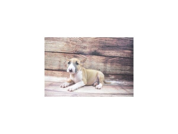 Bull Terrier-DOG-Female-Fawn and White-22709-Petland Scottsdale, Arizona