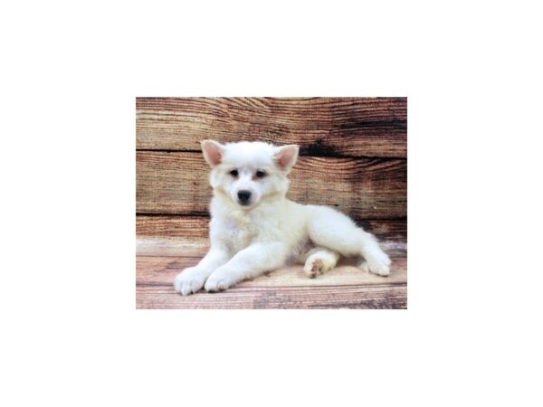 American Eskimo Dog-DOG-Male-White-22712-Petland Scottsdale, Arizona