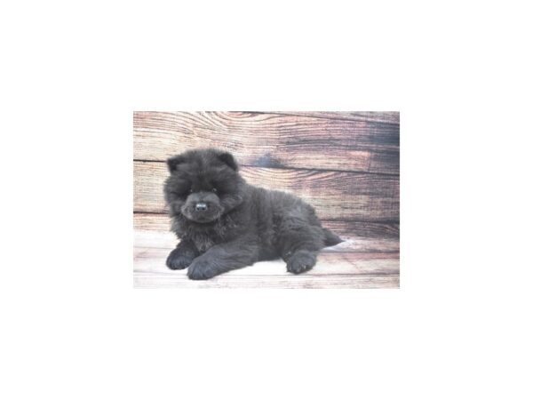 Chow Chow-DOG-Male-Black-22711-Petland Scottsdale, Arizona