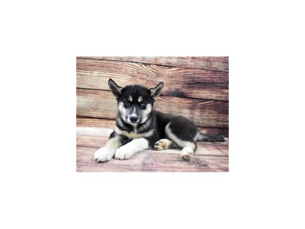 Siberian Husky-DOG-Female-Black Tan and White-22703-Petland Scottsdale, Arizona