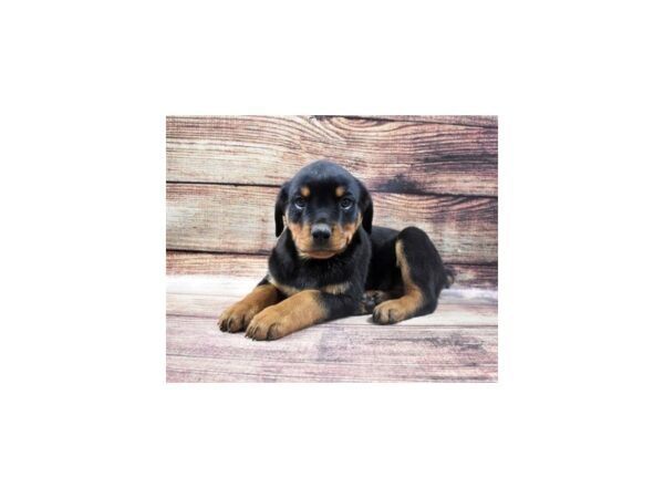 Rottweiler-DOG-Male-Black and Mahogany-22704-Petland Scottsdale, Arizona