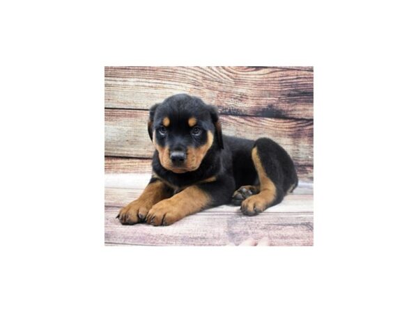 Rottweiler-DOG-Male-Black and Mahogany-22705-Petland Scottsdale, Arizona