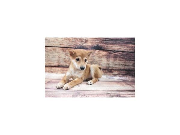 Shiba Inu-DOG-Female-Red-22706-Petland Scottsdale, Arizona