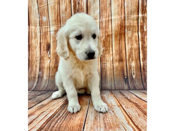 Golden Retriever-DOG-Male-Golden-22726-Petland Scottsdale, Arizona