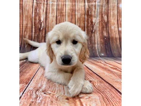 Golden Retriever-DOG-Female-Golden-22727-Petland Scottsdale, Arizona