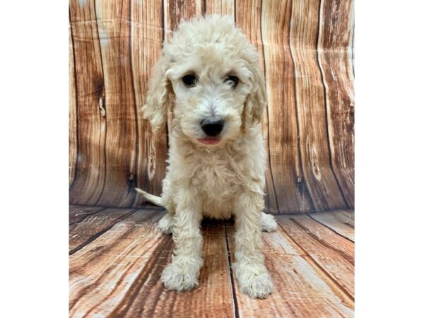 F1B Goldendoodle-DOG-Female-Golden-22728-Petland Scottsdale, Arizona