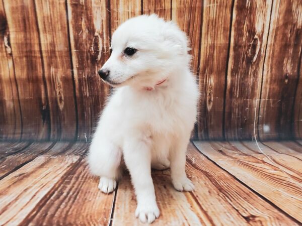American Eskimo Dog-DOG-Female-White-22713-Petland Scottsdale, Arizona