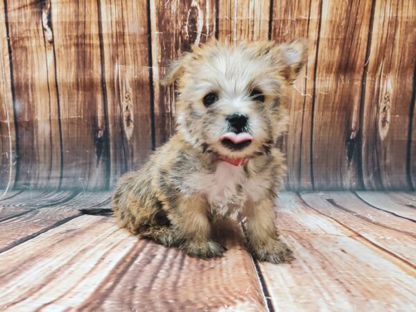 Cairn Terrier-DOG-Female-Wheaten-22714-Petland Scottsdale, Arizona