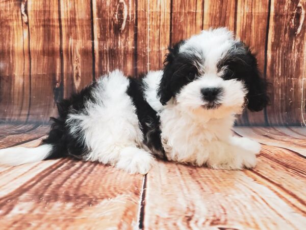 Bichon Frise/Shih Tzu-DOG-Male-White / Black-22724-Petland Scottsdale, Arizona