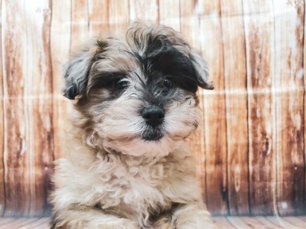 American Eskimo/Poodle-DOG-Male-Blue Merle-22722-Petland Scottsdale, Arizona