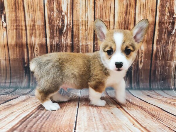 Pembroke Welsh Corgi-DOG-Male-Red / White-22721-Petland Scottsdale, Arizona
