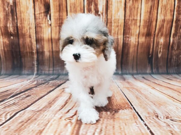 Poodle-DOG-Female-White / Blue Merle-22715-Petland Scottsdale, Arizona