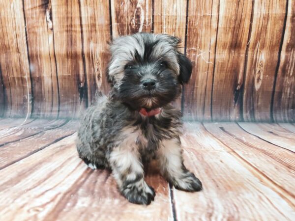Havanese-DOG-Female-Gold Sable-22720-Petland Scottsdale, Arizona