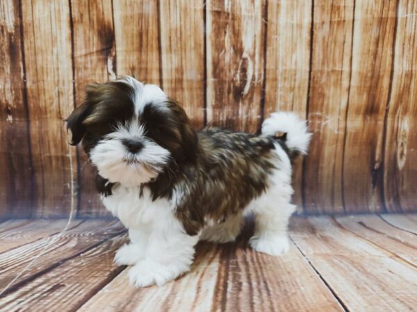 Shih Tzu-DOG-Male-White / Gold-22716-Petland Scottsdale, Arizona
