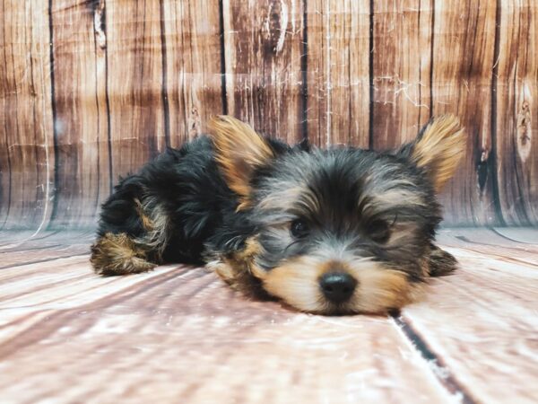 Yorkshire Terrier-DOG-Male-Black / Tan-22719-Petland Scottsdale, Arizona