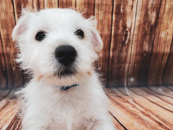 West Highland White Terrier-DOG-Male-White-22718-Petland Scottsdale, Arizona