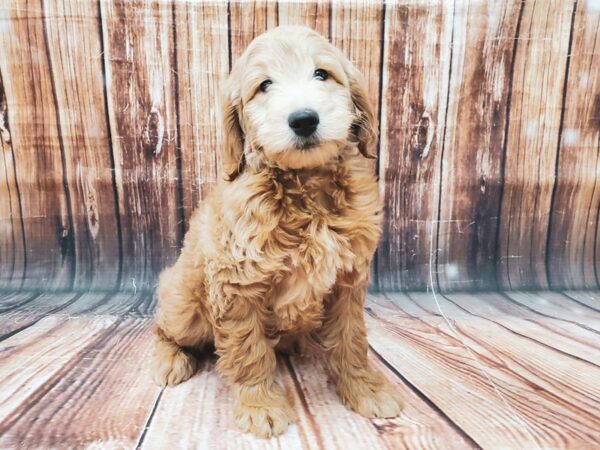 F1B Mini Goldendoodle-DOG-Male-Golden-22723-Petland Scottsdale, Arizona