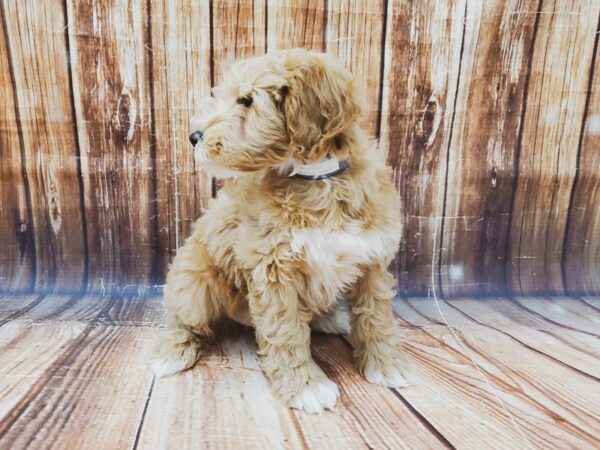 Poodle/Soft Coated Wheaten Terrier-DOG-Male-Golden-22725-Petland Scottsdale, Arizona