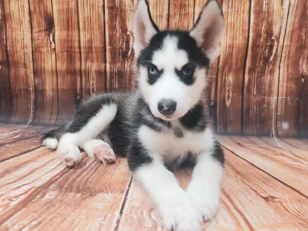 Siberian Husky-DOG-Male-Black / White-22717-Petland Scottsdale, Arizona