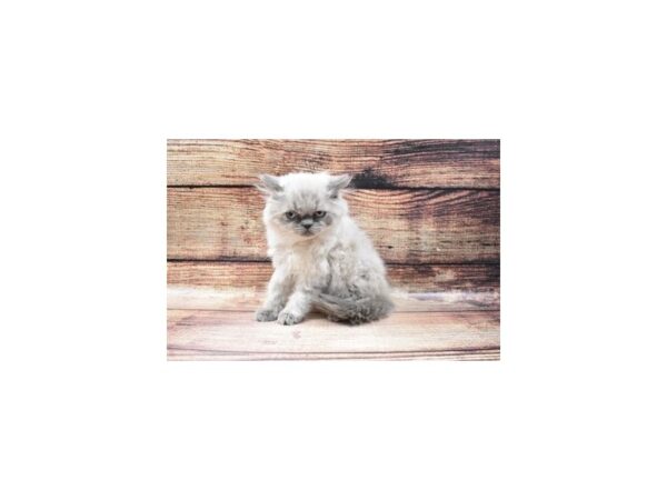 Himalayan-CAT-Female-Blue Point-22732-Petland Scottsdale, Arizona