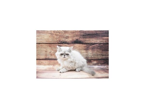 Himalayan-CAT-Male-Blue Point-22733-Petland Scottsdale, Arizona