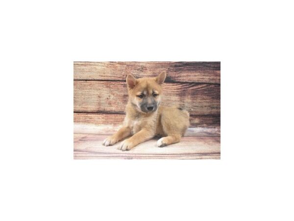 Shiba Inu-DOG-Female-Red-22734-Petland Scottsdale, Arizona