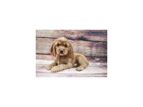 Cocker Spaniel-DOG-Female-Red-22739-Petland Scottsdale, Arizona