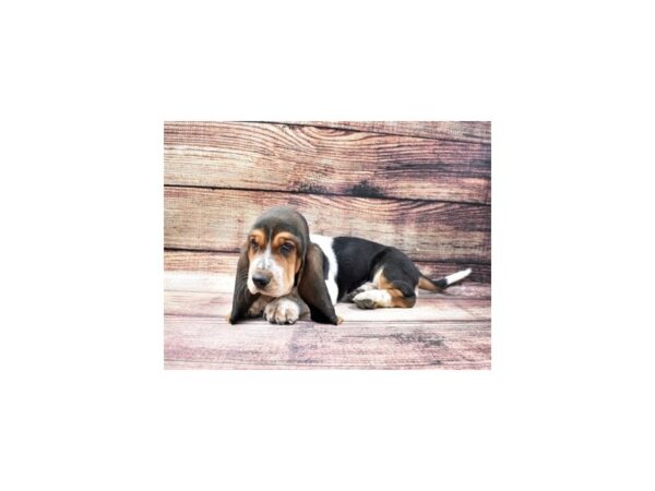 Basset Hound-DOG-Female-Black Brown and White-22737-Petland Scottsdale, Arizona