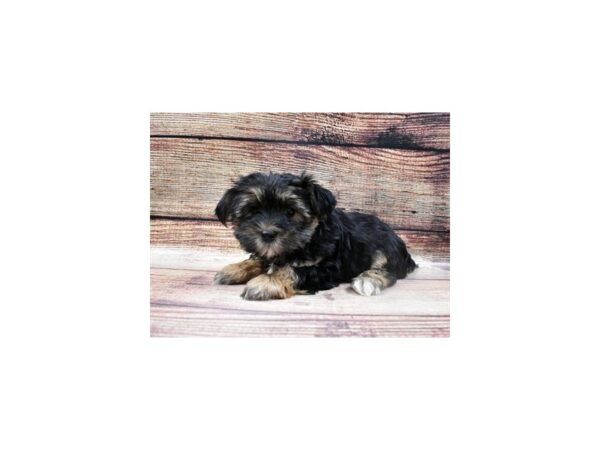 Maltese/Yorkshire Terrier-DOG-Female-Blue and Tan-22729-Petland Scottsdale, Arizona