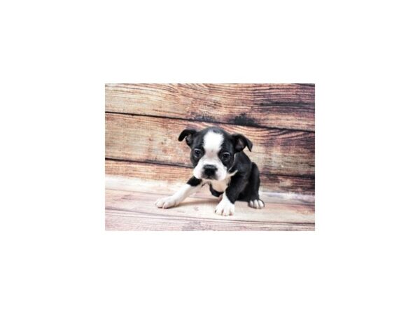 Boston Terrier-DOG-Male-Black and White-22738-Petland Scottsdale, Arizona
