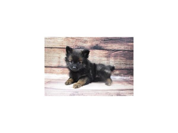 Pomeranian-DOG-Female-Sable-22736-Petland Scottsdale, Arizona