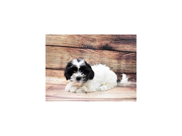 Bichon Frise/Shih Tzu-DOG-Female-Black and White-22730-Petland Scottsdale, Arizona