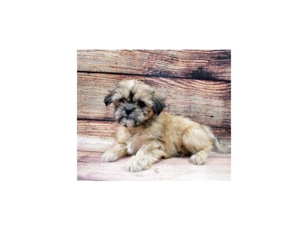 Lhasa Apso-DOG-Female-Golden-22735-Petland Scottsdale, Arizona