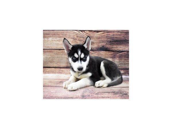 Siberian Husky-DOG-Female-Black and White-22731-Petland Scottsdale, Arizona