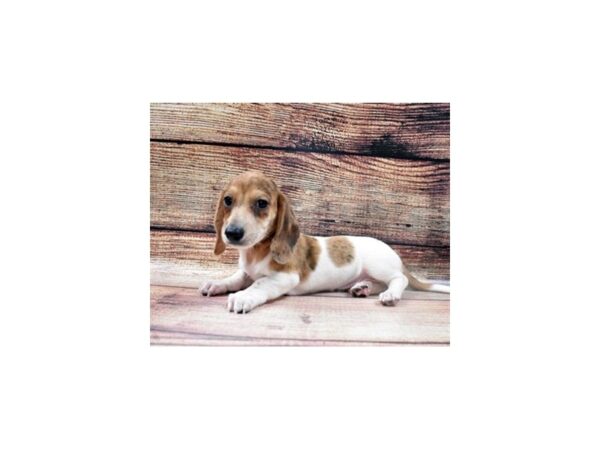 Dachshund-DOG-Male-Red-22740-Petland Scottsdale, Arizona