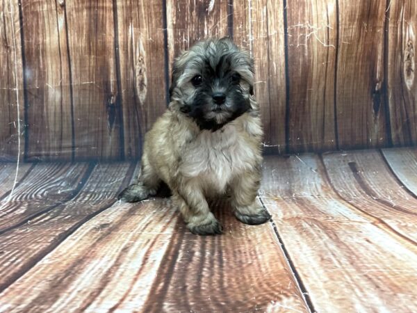 Poodle/Shih Tzu-DOG-Male-Gold-22753-Petland Scottsdale, Arizona