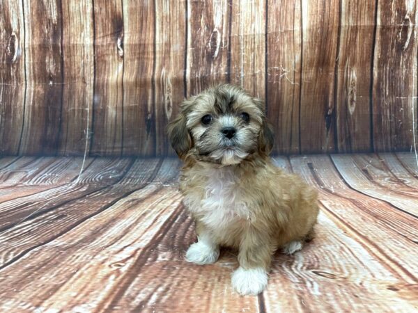 Poodle/Shih Tzu-DOG-Male-Gold-22752-Petland Scottsdale, Arizona