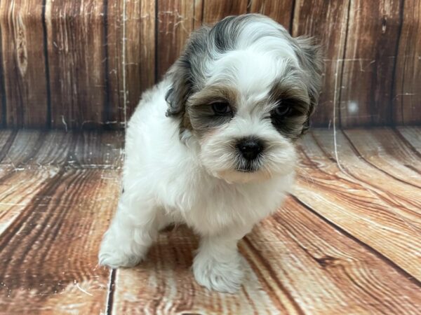 Poodle/Shih Tzu-DOG-Male-White Blue Merle / Tan-22751-Petland Scottsdale, Arizona