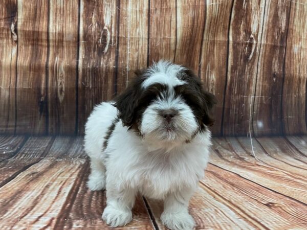 Poodle/Shih Tzu-DOG-Female-White, Chocolate / Tan-22750-Petland Scottsdale, Arizona