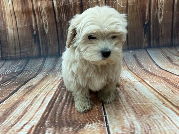 Maltese/Poodle-DOG-Female-Apricot-22749-Petland Scottsdale, Arizona