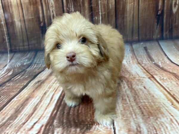 Australian Shepherd/Poodle-DOG-Male-Red Chocolate-22748-Petland Scottsdale, Arizona