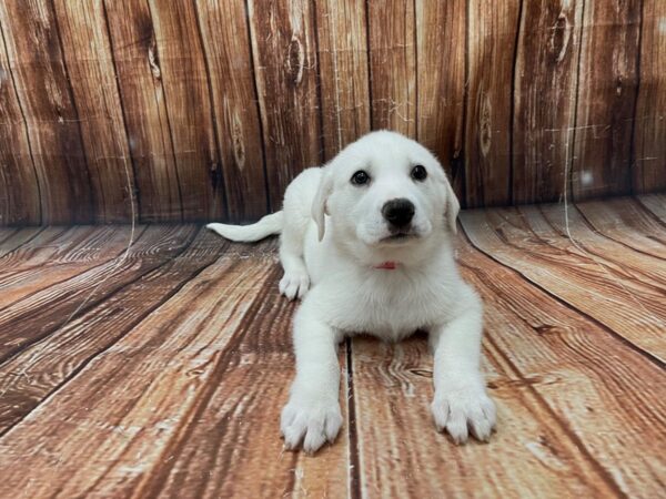 Great Pyrenees/Anatolian Shepherd-DOG-Female-White-22747-Petland Scottsdale, Arizona