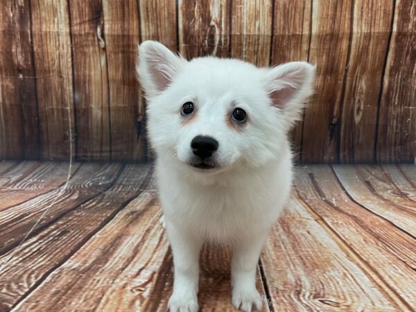 American Eskimo Dog-DOG-Female-White-22746-Petland Scottsdale, Arizona