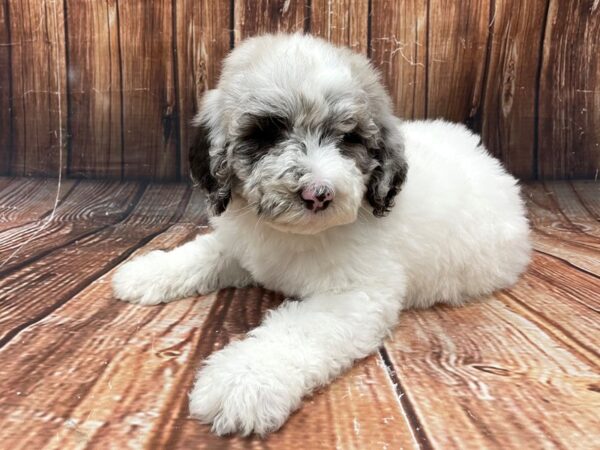 Standard Poodle-DOG-Male-White / Blue Merle-22745-Petland Scottsdale, Arizona